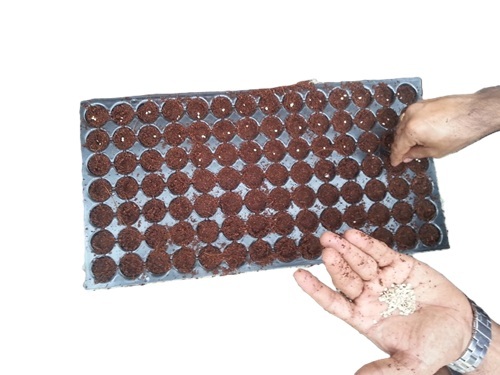 Pro Trays