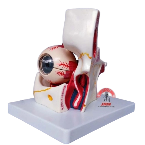 Eye With Orbit Model By Jyoti Model Works