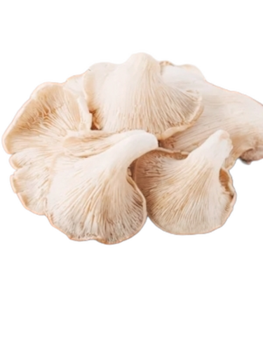 dry oyster mushroom