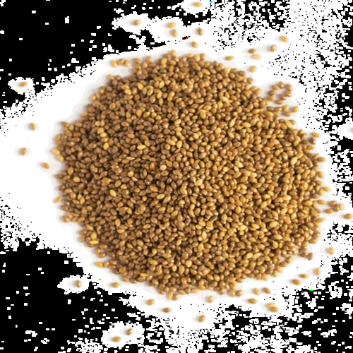 Little Millet