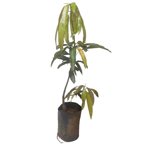 Mango Plant 
