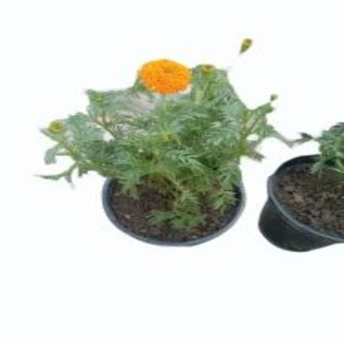 Marigold Plant