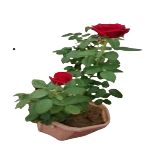 Red Rose Flower Plant