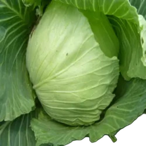 Fresh Cabbage
