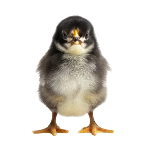Black Chicks