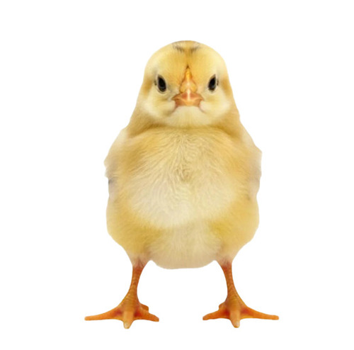 Yellow Chicks