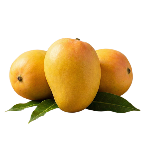 Alphonso Mango - Color: Golden Yellow