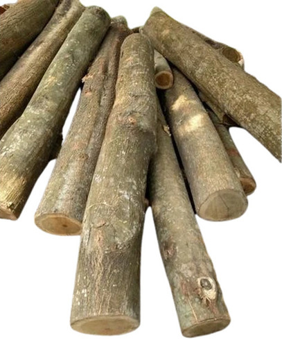Acacia Timber Logs
