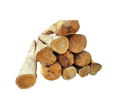 Burma Teak Logs