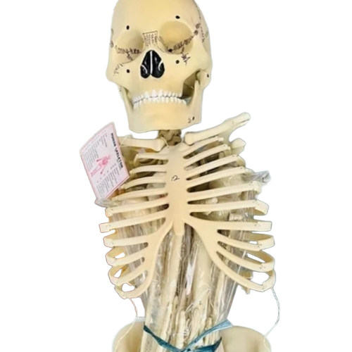 Human Skeleton Model
