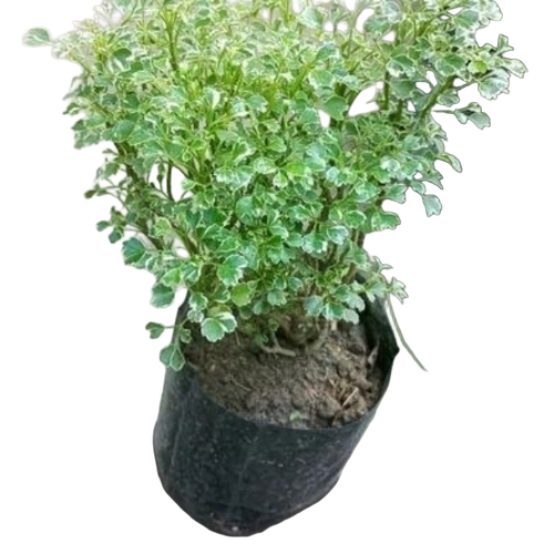 Natural Outdoor Plant, For Garden
