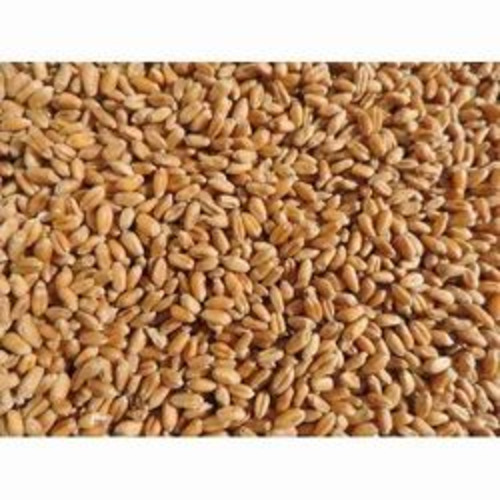 Wheat Seed