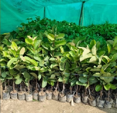Guava Plant