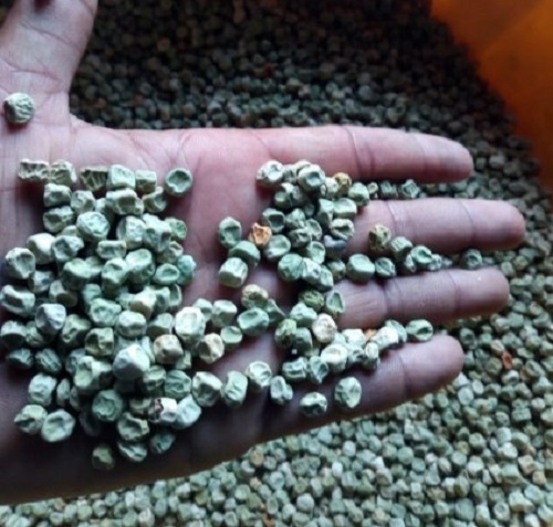 Pea Seed