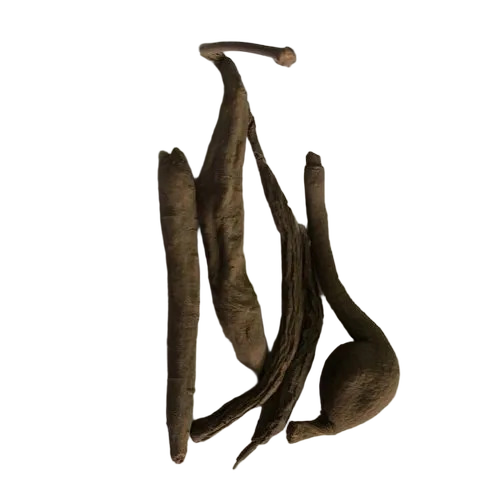 Dried Ood Saleeb Herb - Packaging: Blister Pack