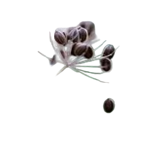 Dill Seed ( Suva )