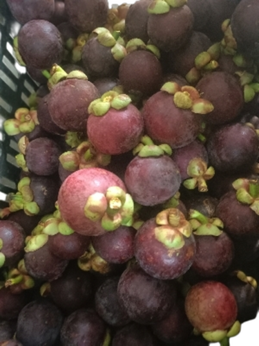 Fresh Mangosteen - Color: Red
