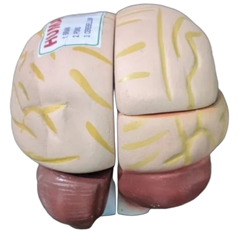 Brain Model