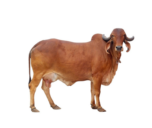 Gir Cow