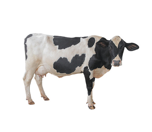 Hf Cow - Large Size, Black And White, High Milk Yield | Young Female, Milk Production, Breeding