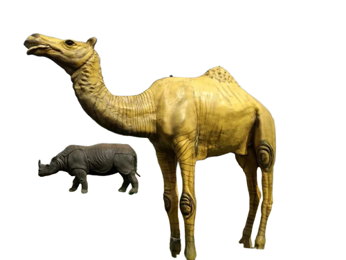 Frp Camel Statues - Color: Custom