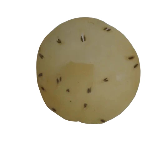 Jeera Appalam Papad