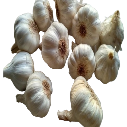 Fresh Desi Garlic