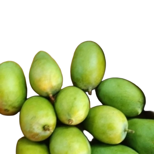 High Nutrition Kutch Kesar Mango