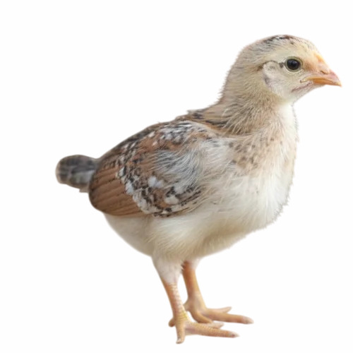200g Giriraja Hen Chick - Gender: Male