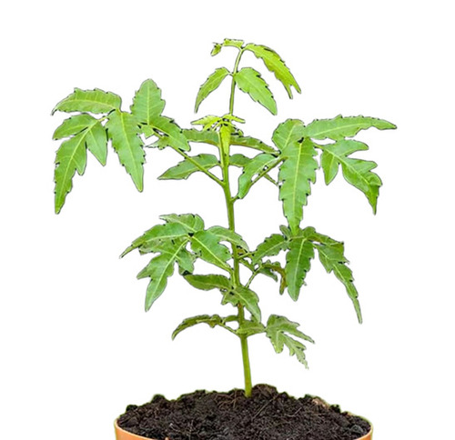 Melia Dubia Plants