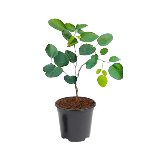 Red Sandalwood Plants