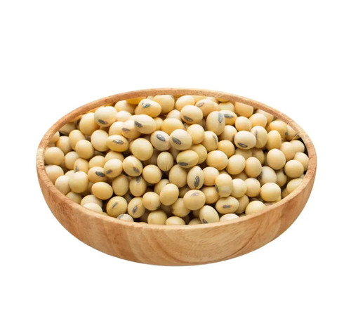 Soybean Seed