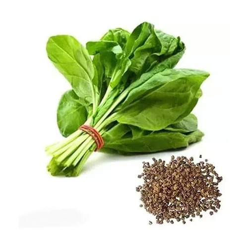 Spinach Seeds