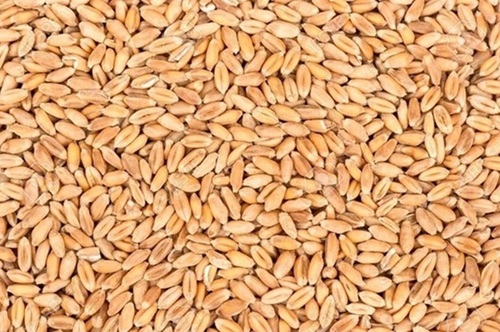 Wheat Grains By A-1 Agro Seeds Pvt. Ltd.