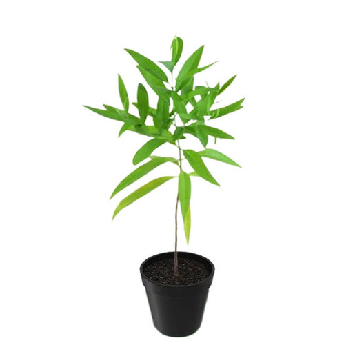 White Sandalwood Plant