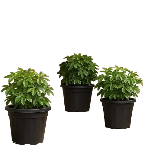 Glossy Black Frp Garden Planters - Color: Grey