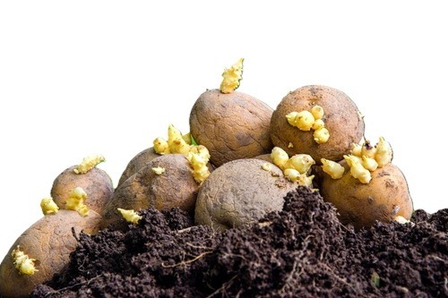Fresh Seed Potato