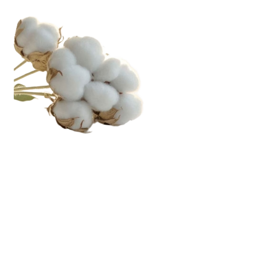 Raw Cotton Bale - Color: White