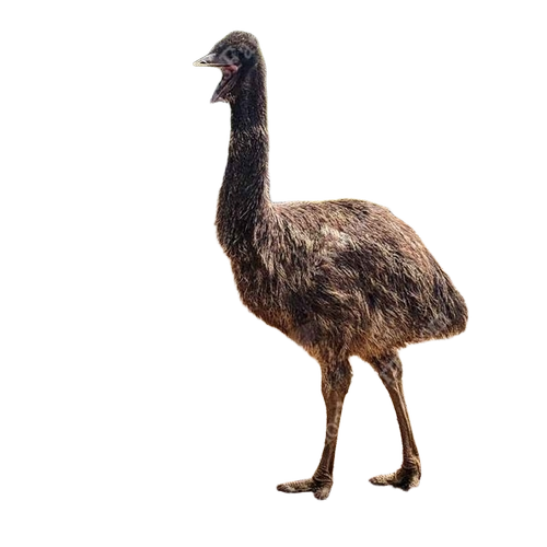 Emu Hen