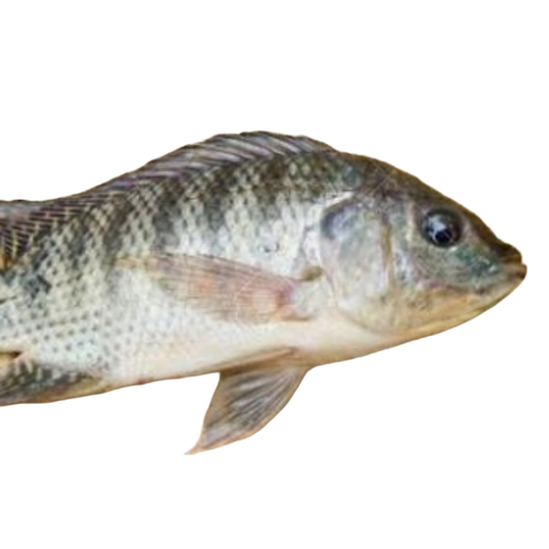 Fish