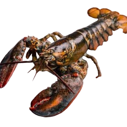 Lobster 1Kg - Style: Frozen