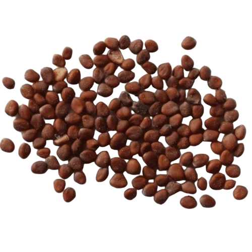 Radish Seed