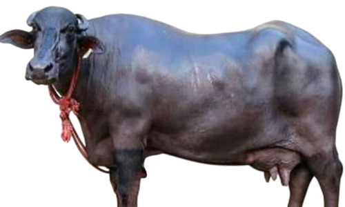 Black Buffalo
