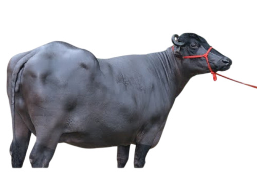 Murrha Buffalo