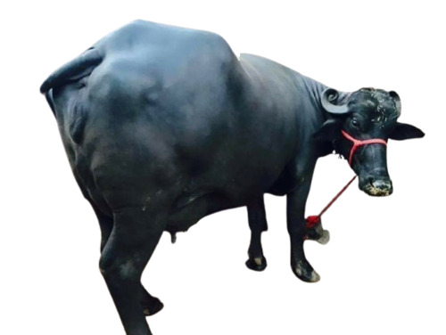 Murrah Buffalo