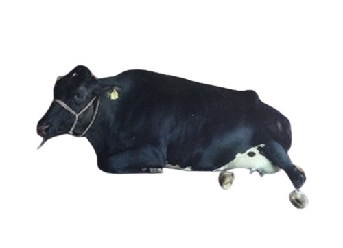American Cow