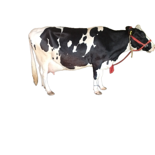 Hf Cow
