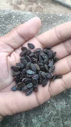 watermelon seeds