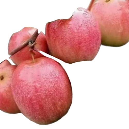 Apple Frozen