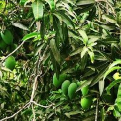 Mango Plants